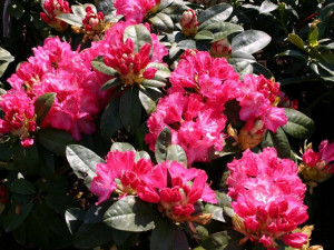 Różanecznik 'Rhododendron' STERNZAUBER