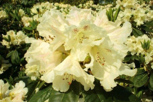 Różanecznik 'Rhododendron' ŻÓŁTY