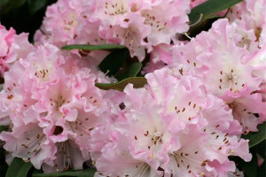 Różanecznik 'Rhododendron' ŁOSOSIOWY