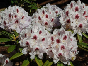 Różanecznik Rhododendron 'Calsap'