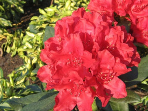 Różanecznik Rhododendron 'Karl Neue'