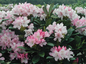 Różanecznik Rhododendron 'Pohjola's Daughter'