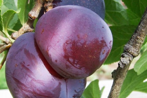 Śliwa 'Prunus domestica' karłowa AMERS