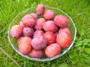 Śliwa 'Prunus domestica' karłowa BRZOSKWINIOWA