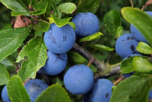 Śliwa 'Prunus domestica' karłowa HERMAN