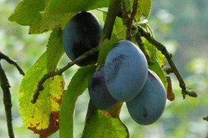 Śliwa 'Prunus domestica' karłowa JUBILEUM