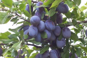 Śliwa 'Prunus domestica' karłowa OPAL