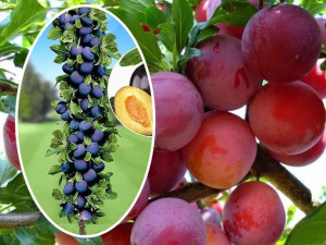 Śliwa 'Prunus' kolumnowa BRZOSKWINIOWA