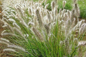Rozplenica 'Pennisetum alopecuroides'