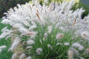 Rozplenica 'Pennisetum alopecuroides' HAMELN