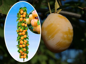 Śliwa 'Prunus' kolumnowa RENKLODA ULENA