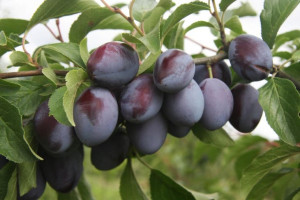 Śliwa karłowa Prunus domestica 'Empress'