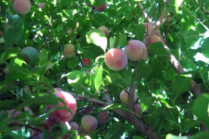 Śliwa karłowa Prunus domestica 'Renkloda Ulena'
