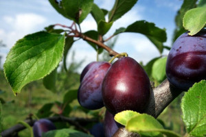 Śliwa karłowa Prunus domestica 'Węgierka Zwykła'