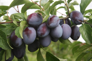 Śliwa Prunus domestica 'Empress' KARŁOWA