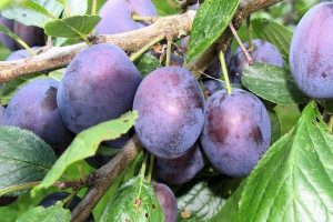Śliwa Prunus domestica 'Prezydent' KARŁOWA