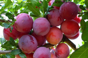 Śliwa Prunus domestica 'Renkloda Althana' KARŁOWA