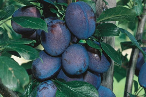 Śliwa Prunus domestica 'Węgierka Wczesna' KARŁOWA