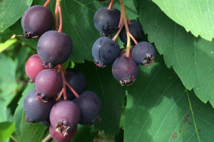 Świdośliwa 'Amelanchier' HONEYWOOD