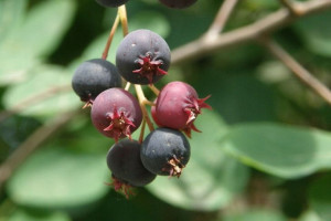 Świdośliwa 'Amelanchier' PEMBINA