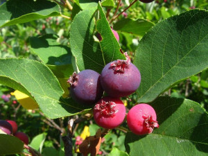 Świdośliwa 'Amelanchier' SUCCESS