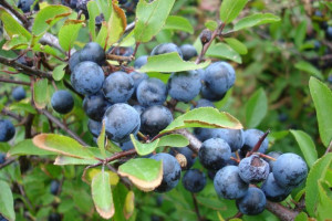 Świdośliwa Amelanchier 'Buffalo’