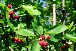 Świdośliwa Amelanchier 'Martin’