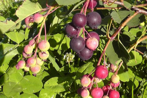 Świdośliwa Amelanchier 'Nelson’