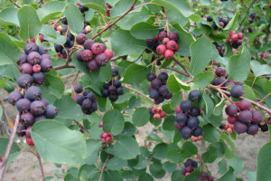 Świdośliwa Amelanchier 'Northline’