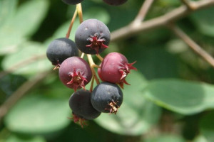 Świdośliwa Amelanchier 'Pembina’
