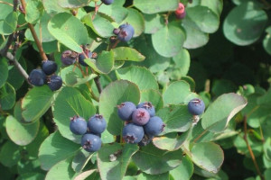 Świdośliwa Amelanchier 'Smoky’
