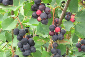 Świdośliwa Amelanchier 'Succes’