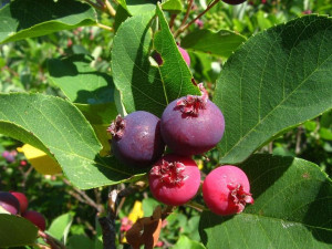 Świdośliwa Amelanchier 'Succes’