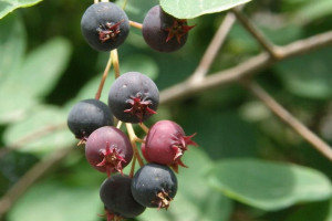 Świdośliwa Amelanchier 'Thiessen’