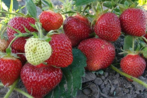 Truskawki zest. 12 szt. Fragaria ananasa 'Dukat’