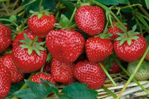 Truskawki zest. 12 szt. Fragaria ananasa 'Selva’