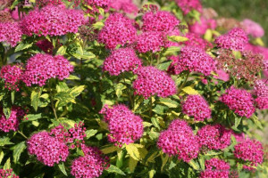 Tawuła 'Spiraea' RÓŻOWO ZIELONA