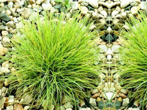 Trawa 'Golden Taupee'