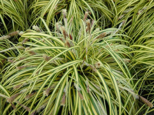 Trawa 'Variegata'