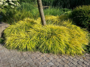 Trawa Hakonechloa smukła 'All Gold'