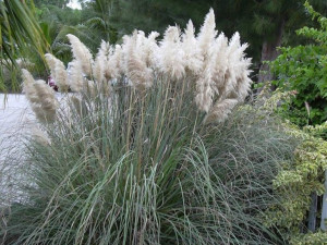 Trawa pampasowa 'Cortederia Selloana'
