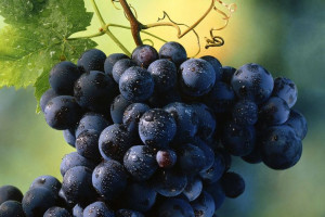 Winorośl 'Vitis' AGAT DOŃSKI