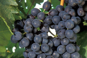 Winorośl 'Vitis' ALWOOD