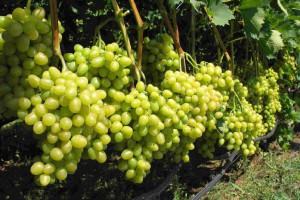 Winorośl 'Vitis' ARKADIA