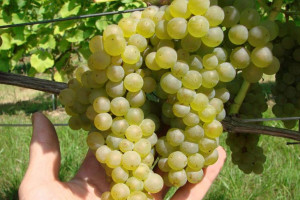 Winorośl 'Vitis' BIANCA