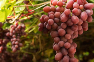 Winorośl 'Vitis' CANADICE