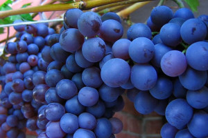 Winorośl 'Vitis' CASCADE