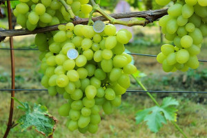 Winorośl 'Vitis' CAYAGUA WHITE biały