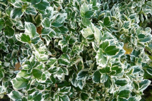Trzmielina 'Eounymus' ZIELONA