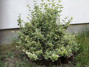 Trzmielina 'Eounymus' ZIELONA